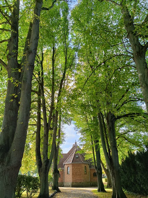 Základová fotografie zdarma na téma bungalov, kmeny stromů, majetek