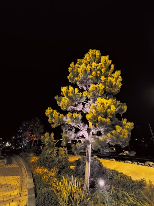Základová fotografie zdarma na téma borovice, temná noc, v noci