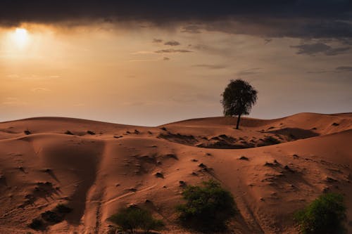 бесплатная Бесплатное стоковое фото с дерево, дюна, дюны Стоковое фото
