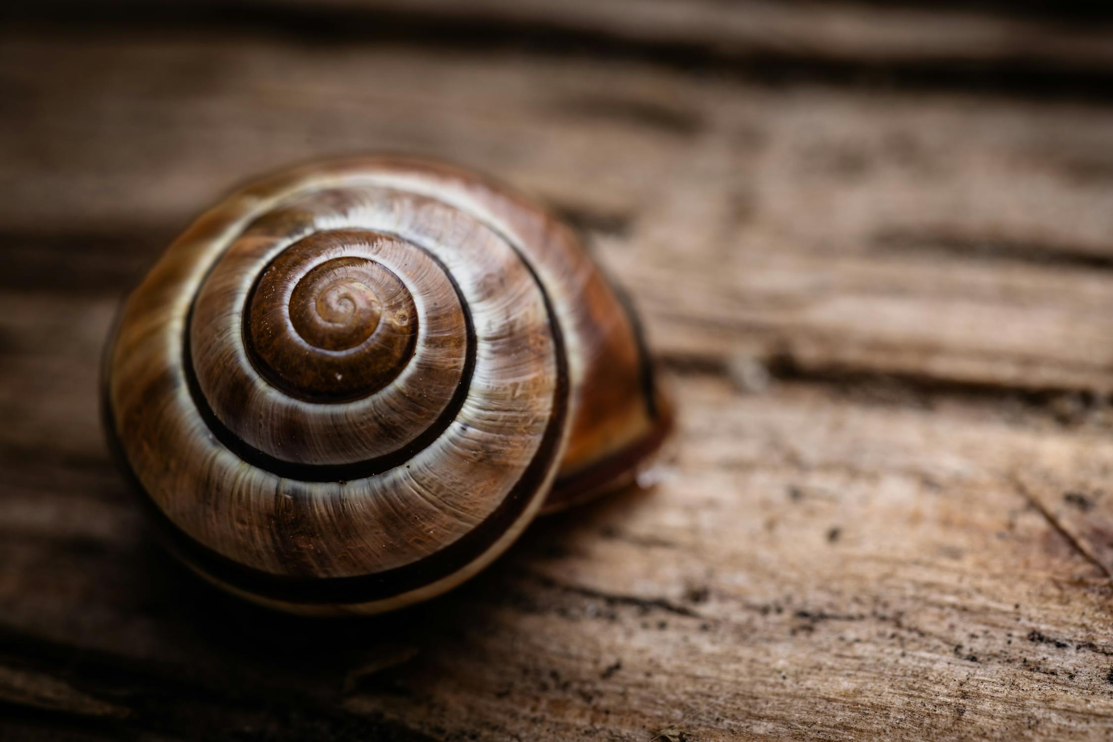 Close-Up Shot a Brown Snail Shell on Wooden Surface · Free Stock Photo