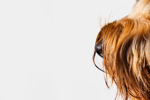 Ingyenes stockfotó ausztrál labradoodle, barna kutya, fehér fal témában