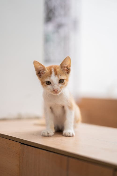 Free Kitten on Top of a Wooden Cabinet Stock Photo