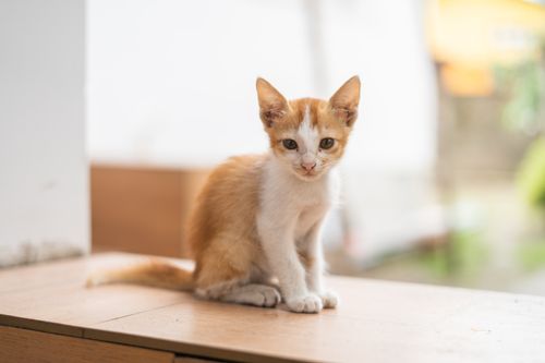 Free Close-up of a cute orange and white tabby kitten sitting indoors with a blurred background. Stock Photo