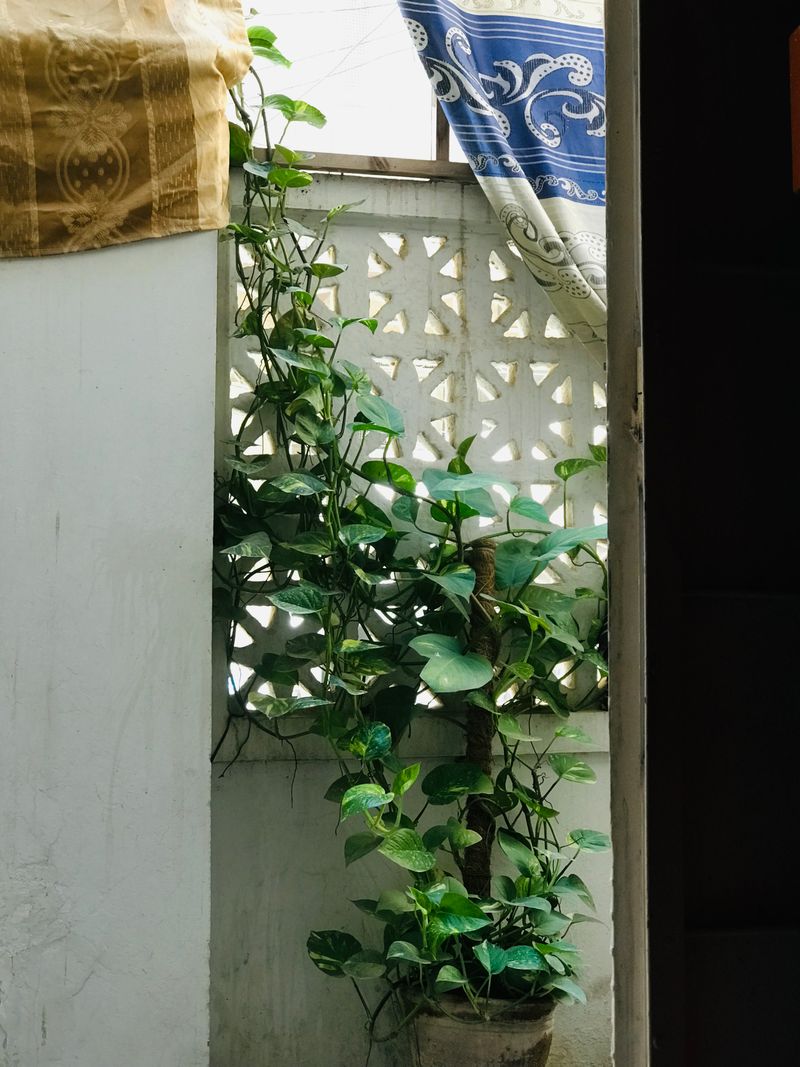 Planta trepadora cubriendo una superficie como barrera visual natural