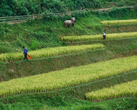 Farmers working in tropical fields in Papua, Indonesia — Petani bekerja di ladang tropis Papua