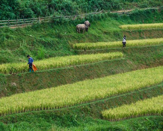 Smallholder farmer working in lush vanilla plantation in Indonesia illustrating fair trade farming