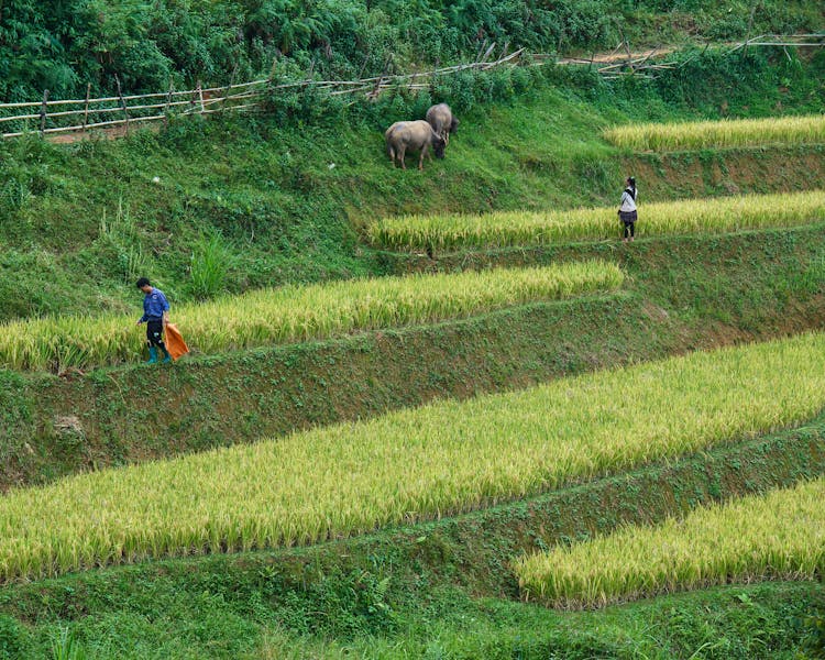 Farmers Working On The Field