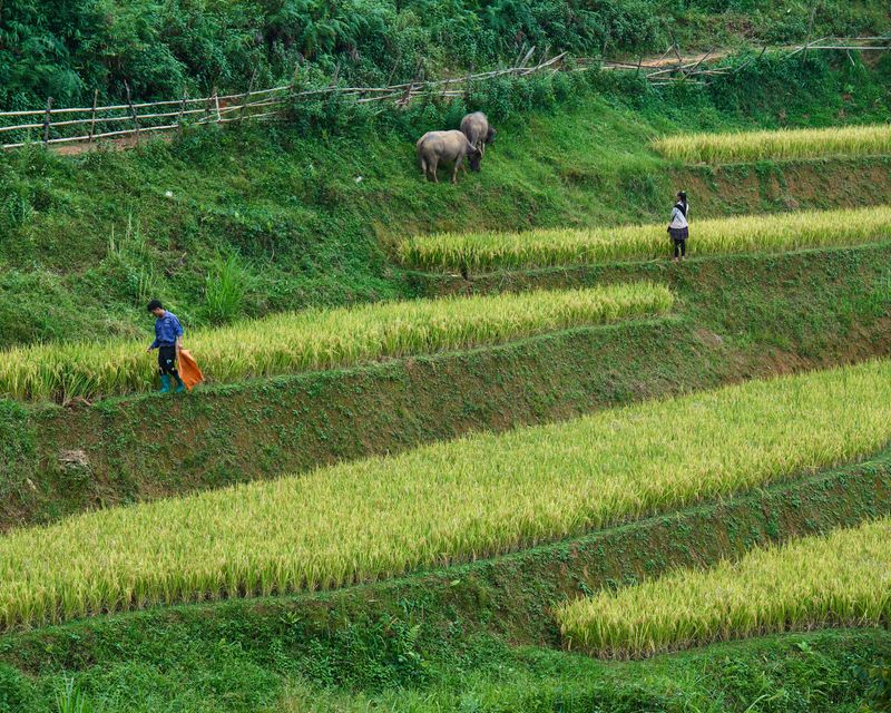 Farmers working in lush tropical fields in Papua Indonesia surrounded by pristine rainforest — Petani bekerja di ladang tropis Papua Indonesia dikelilingi hutan hujan murni