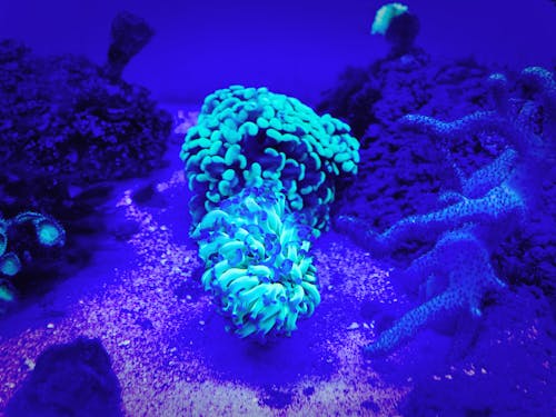 Kostenloses Stock Foto zu anemone, aquarium, blau