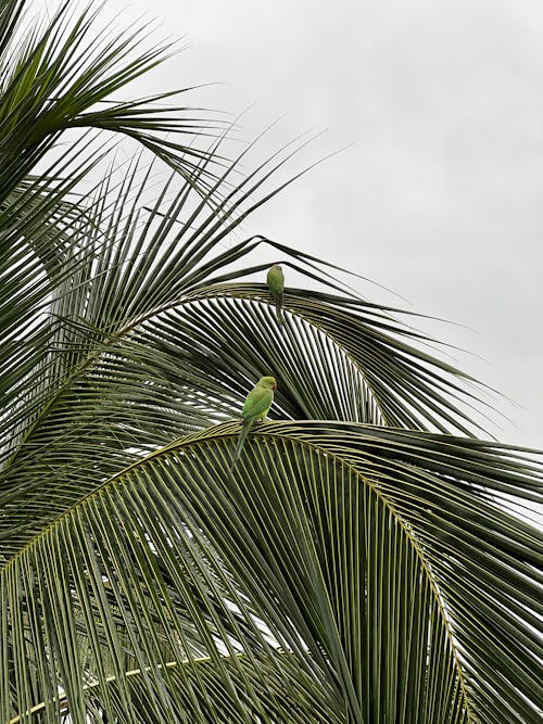 Foto profissional grátis de céu branco, empoleirado, folhas de palmeira