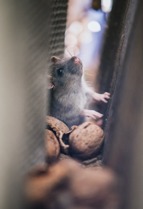 Free Best Rodent Control Services In San Angelo Stock Photo
