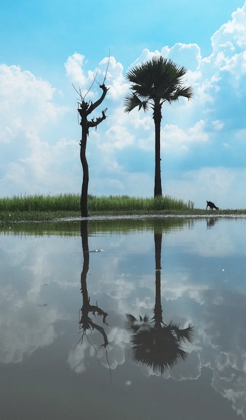 Two Trees Reflecting in a Lake