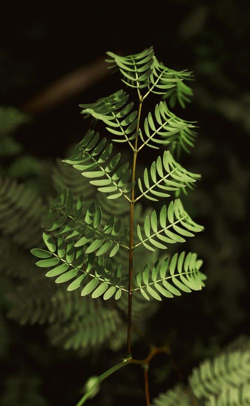 Free Detailed close-up of fresh green fern leaves in natural light, showcasing vibrant foliage. Stock Photo