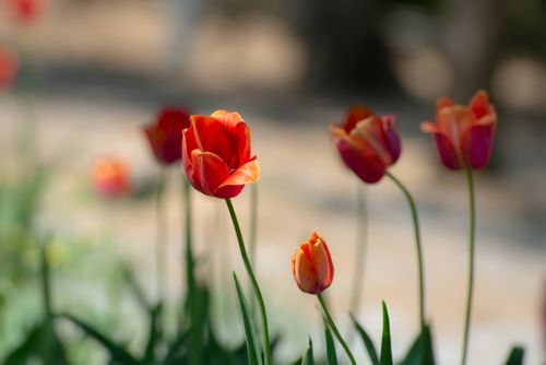 Free Close-up of vibrant orange tulips in a garden, showcasing bright petals and green stems. Stock Photo