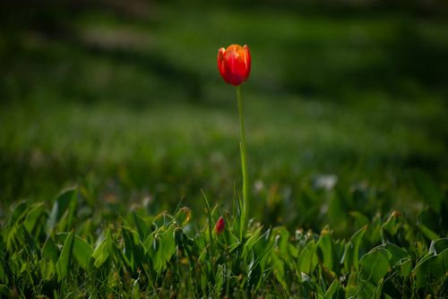 Free A vibrant red tulip stands tall amidst lush green leaves in a sunlit field. Stock Photo