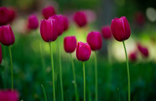 Beautiful Pink Tulip Flowers 