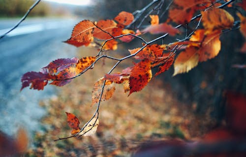 Безкоштовне стокове фото на тему «впритул, гілочки, осіннє листя»