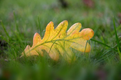 Yellow Leaf on Green Grass