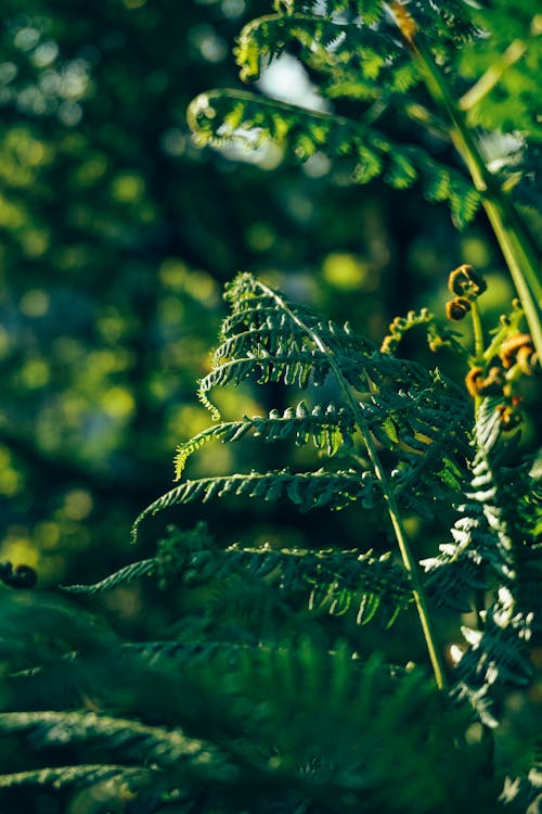 Close-Up Shot of Green Fern Leaves 