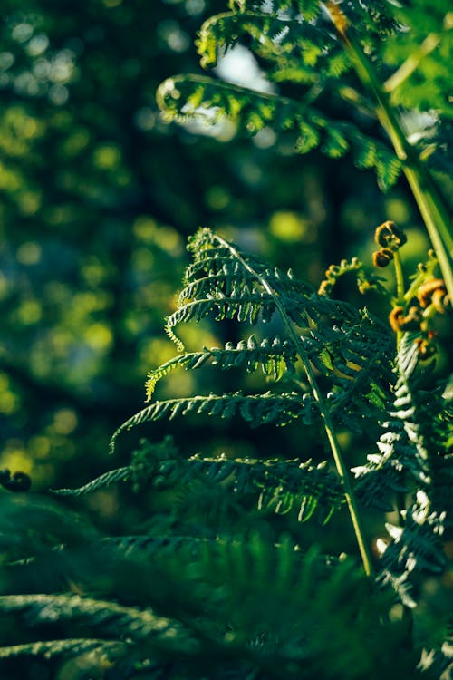 Foto profissional grátis de fechar-se, folhas de samambaia, folhas verdes