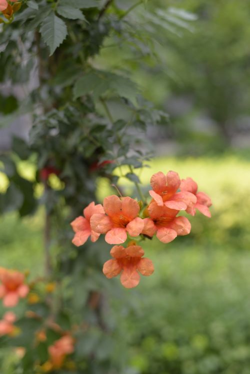 Free A detailed shot of orange trumpet flowers blooming on a vine outdoors in natural light. Stock Photo