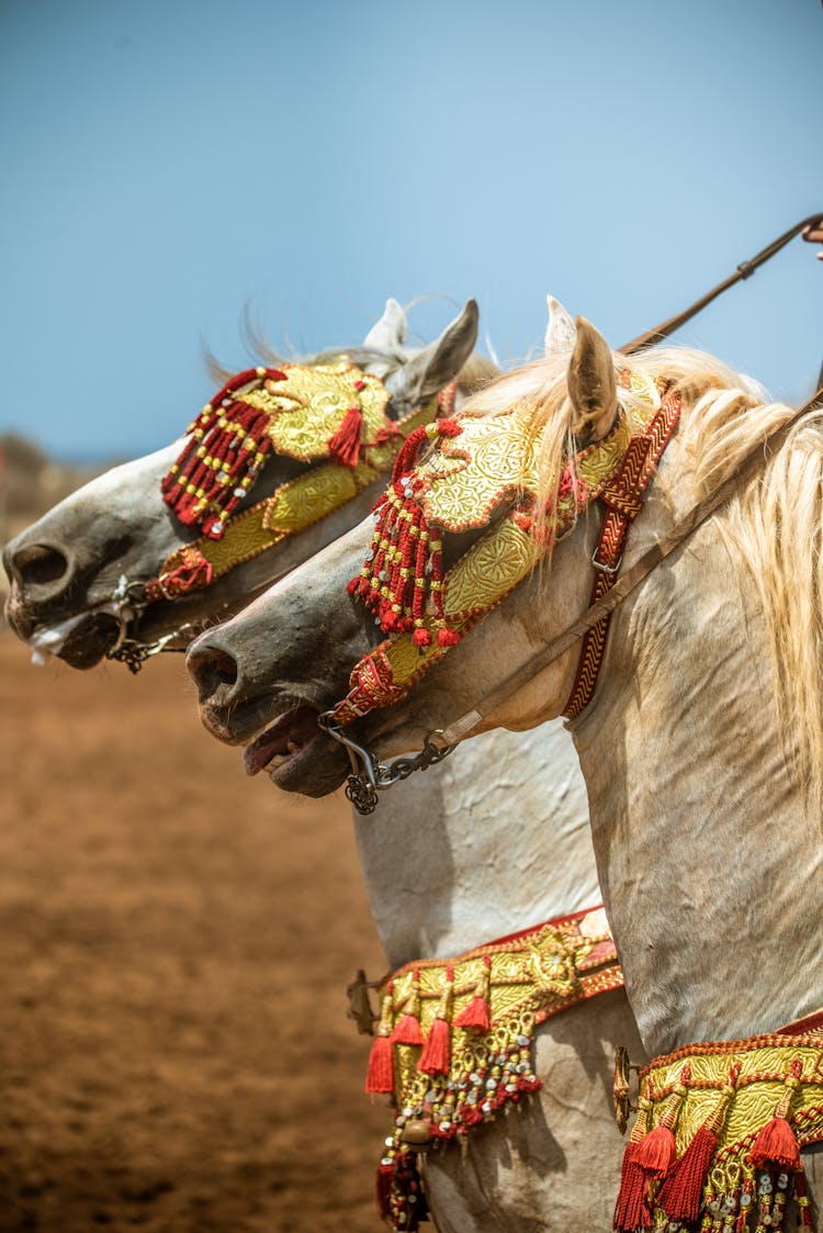 White Horses With Blinders