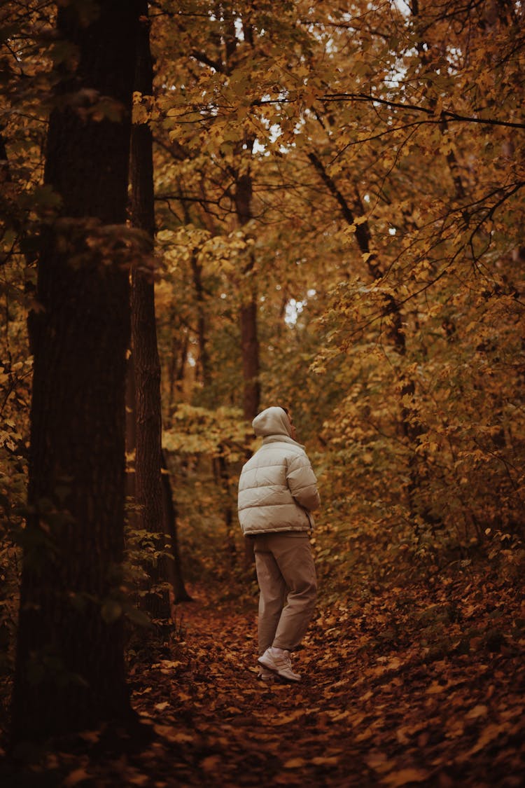 Back View Of A Person Walking In An Autumn Forest