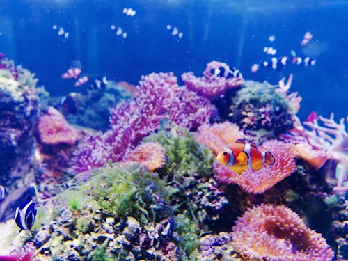 Free Clown Fish's Underwater Life Stock Photo