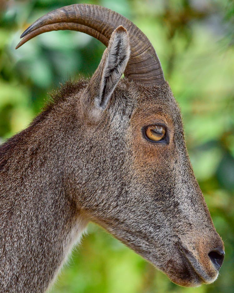 Nilgiri Tahr In Close-up Photgraphy 