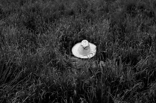 Základová fotografie zdarma na téma černobílý, farmář, flóra
