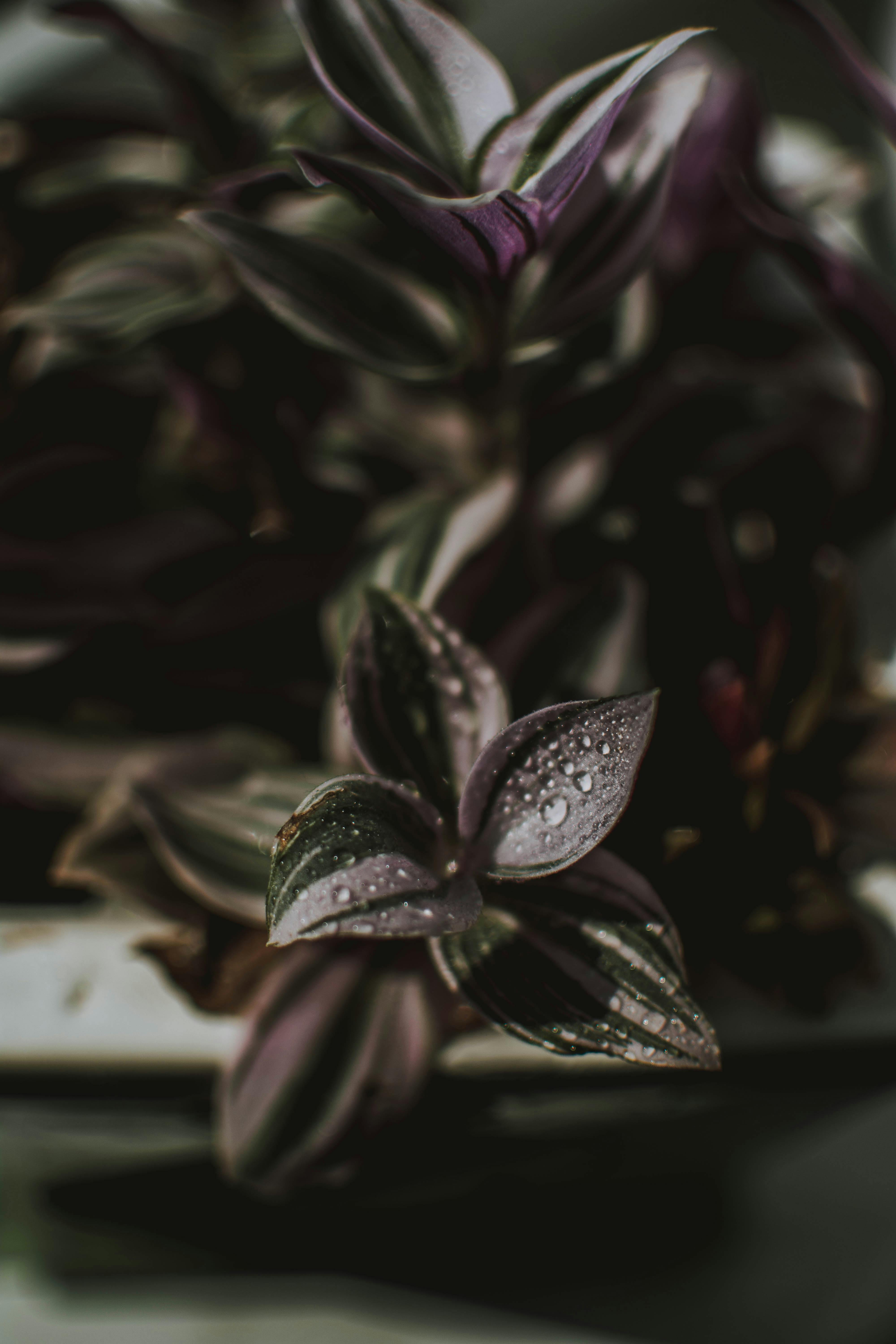 花园环境中紫露草叶上水滴的详细视图