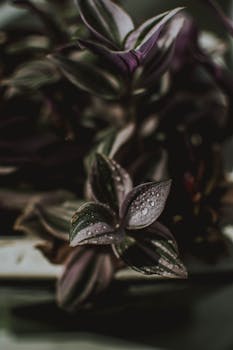 花园环境中紫露草叶上水滴的详细视图