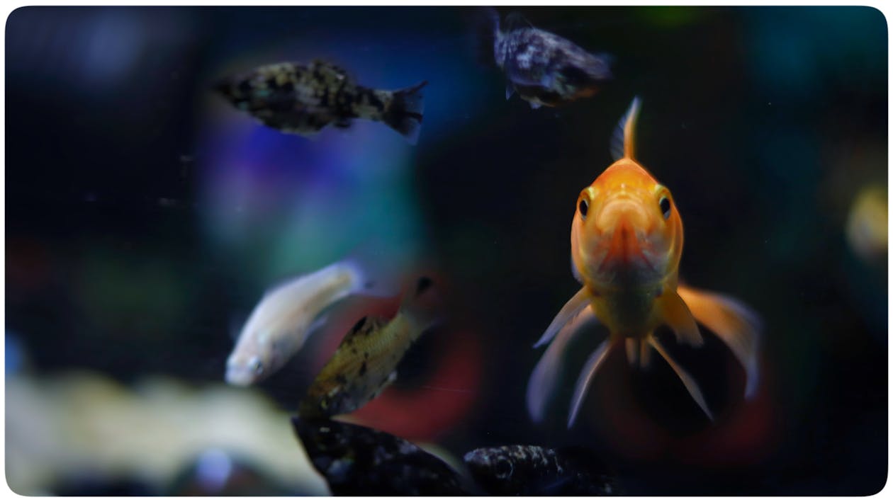 Gratis lagerfoto af akvarium, fisk, skønhed