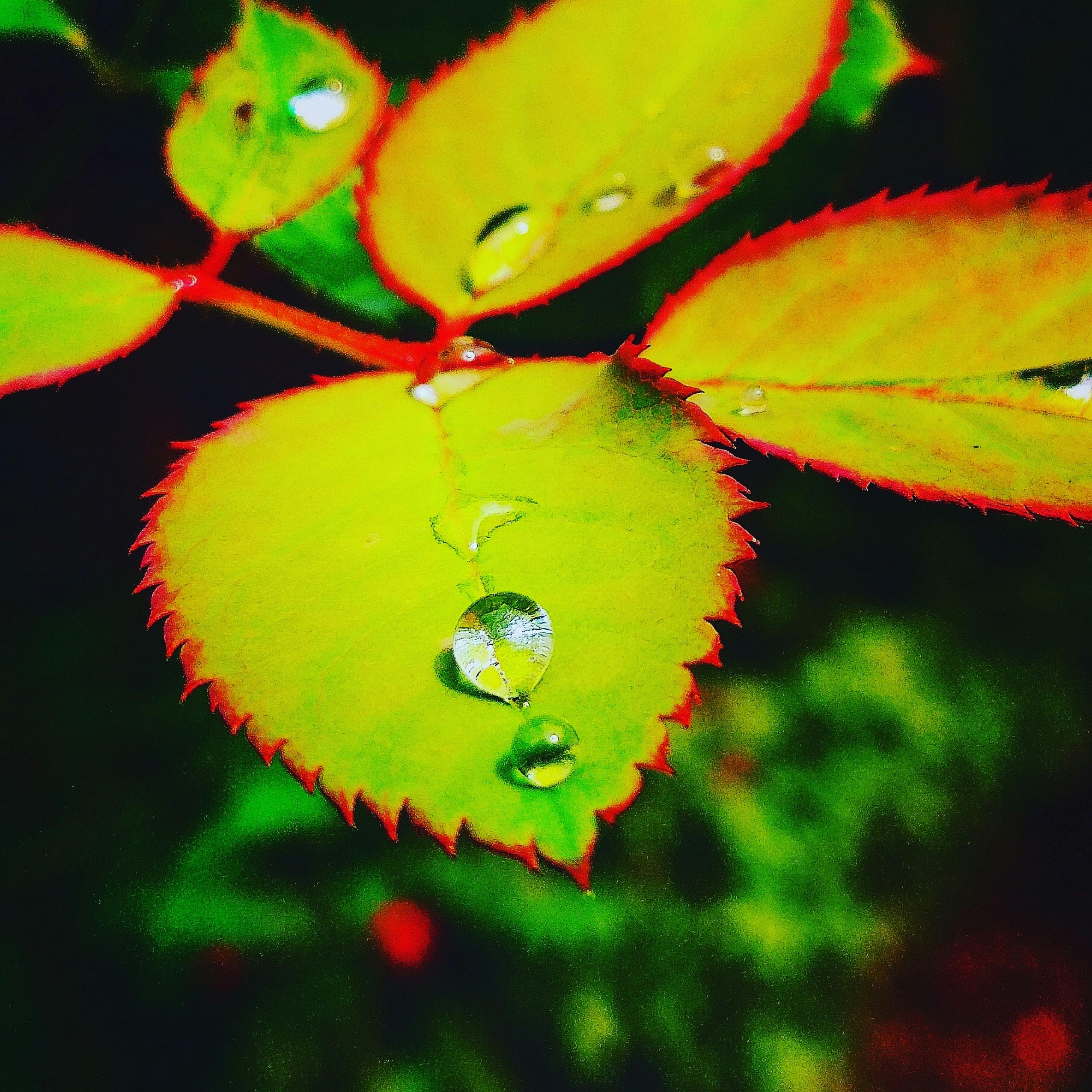 Free stock photo of #leaves #dew #rain #nature #red #naturelover