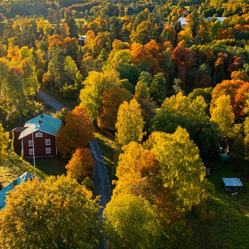 Aerial Photography of a Road Between Autumn Trees