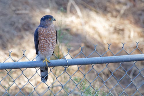 Hawk Perched on a Wire Fence