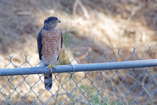A sharp-shinned hawk perched on a chain link fence with a blurred natural background.
