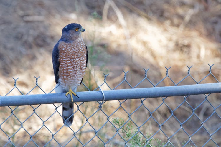 Hawk Perched On A Wire Fence