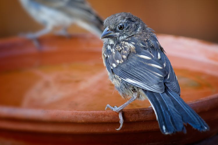 Close Up Of A Small Bird Perched On A Water Bowl