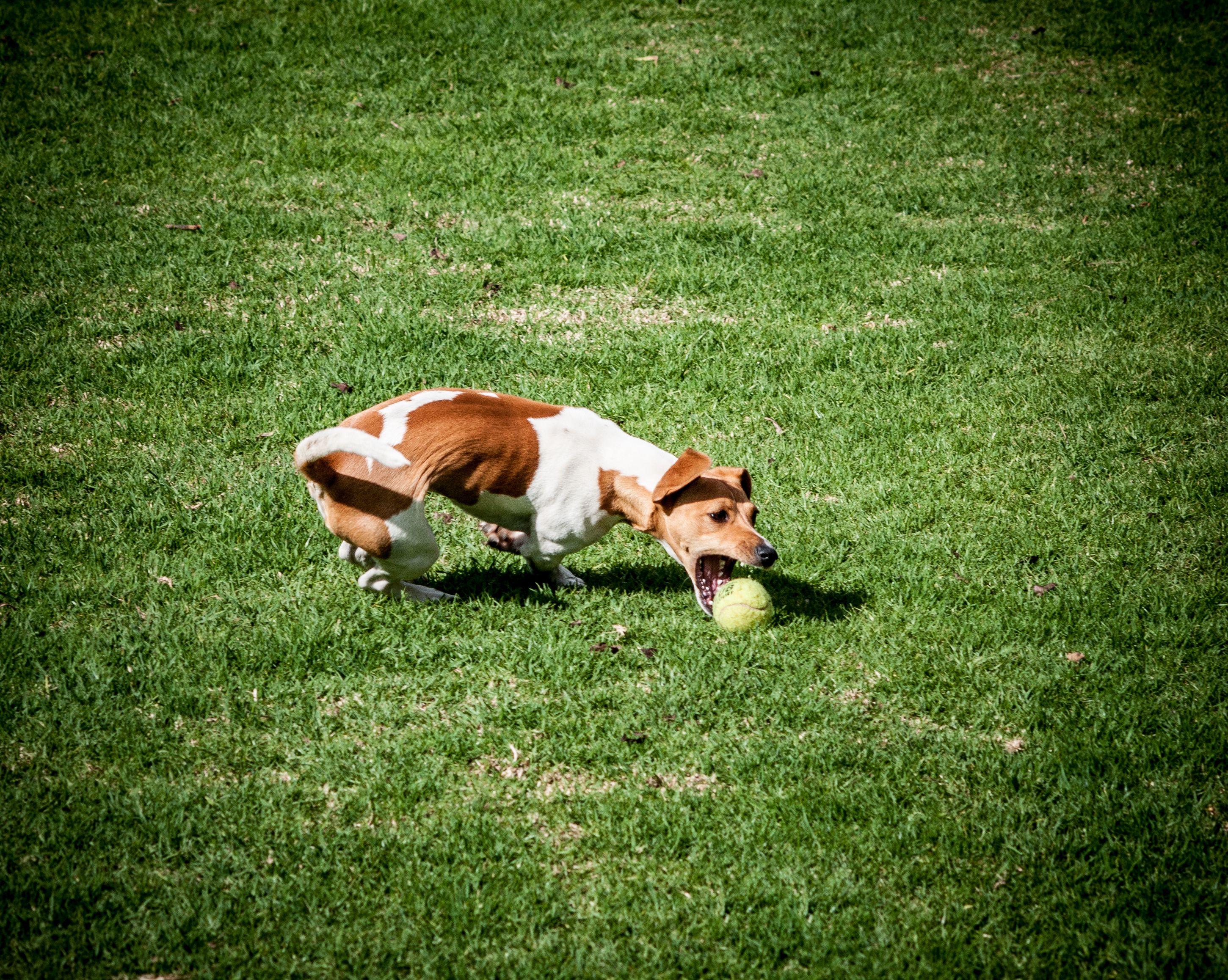Kostenloses Foto zum Thema: ball, draußen, feld