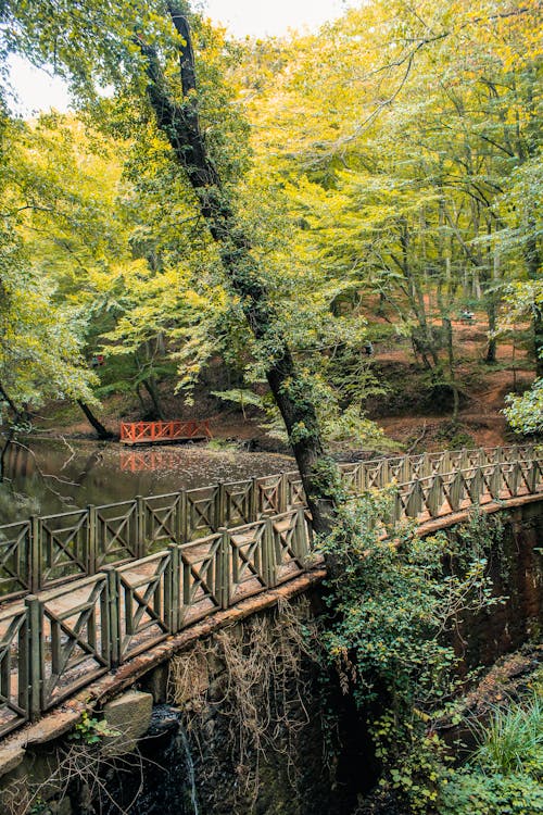 Bezpłatne Darmowe zdjęcie z galerii z drzewa, las, most Zdjęcie z galerii