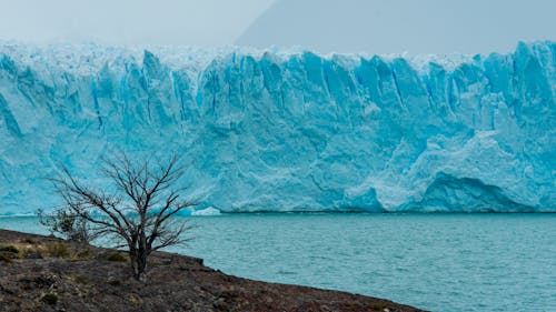 Perito Moreno Glacier Near Leafless Tree