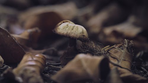 Imagine de stoc gratuită din ciupercă, frunze uscate, fungi