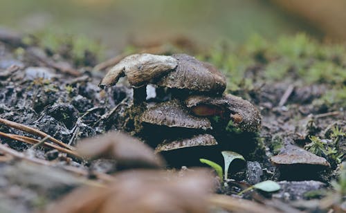 Gratis stockfoto met aarde, champignons, detailopname