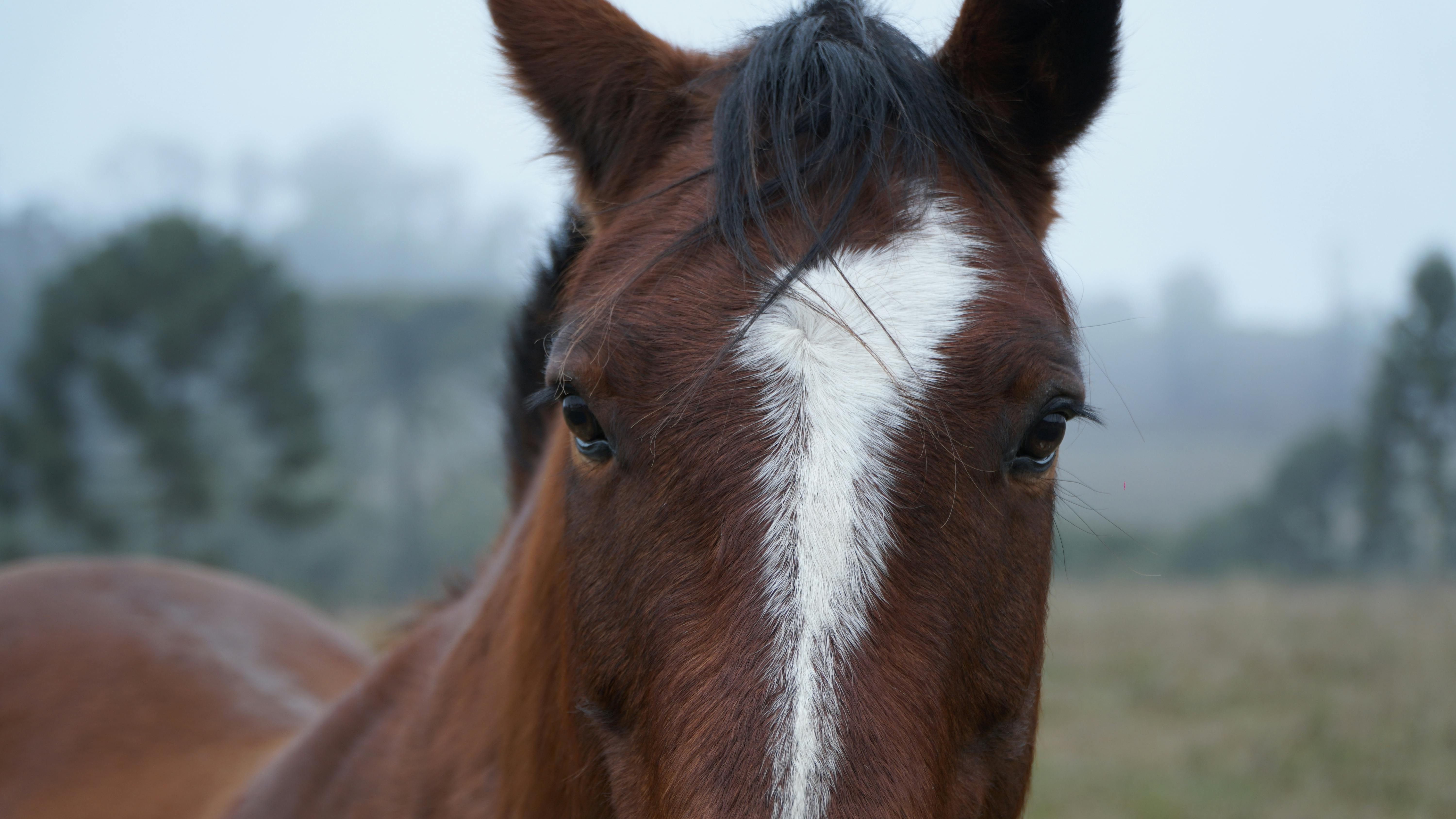 Horse Face Front View