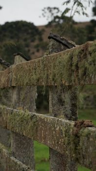Close-up of a moss-covered wooden fence in an overcast rural landscape.
