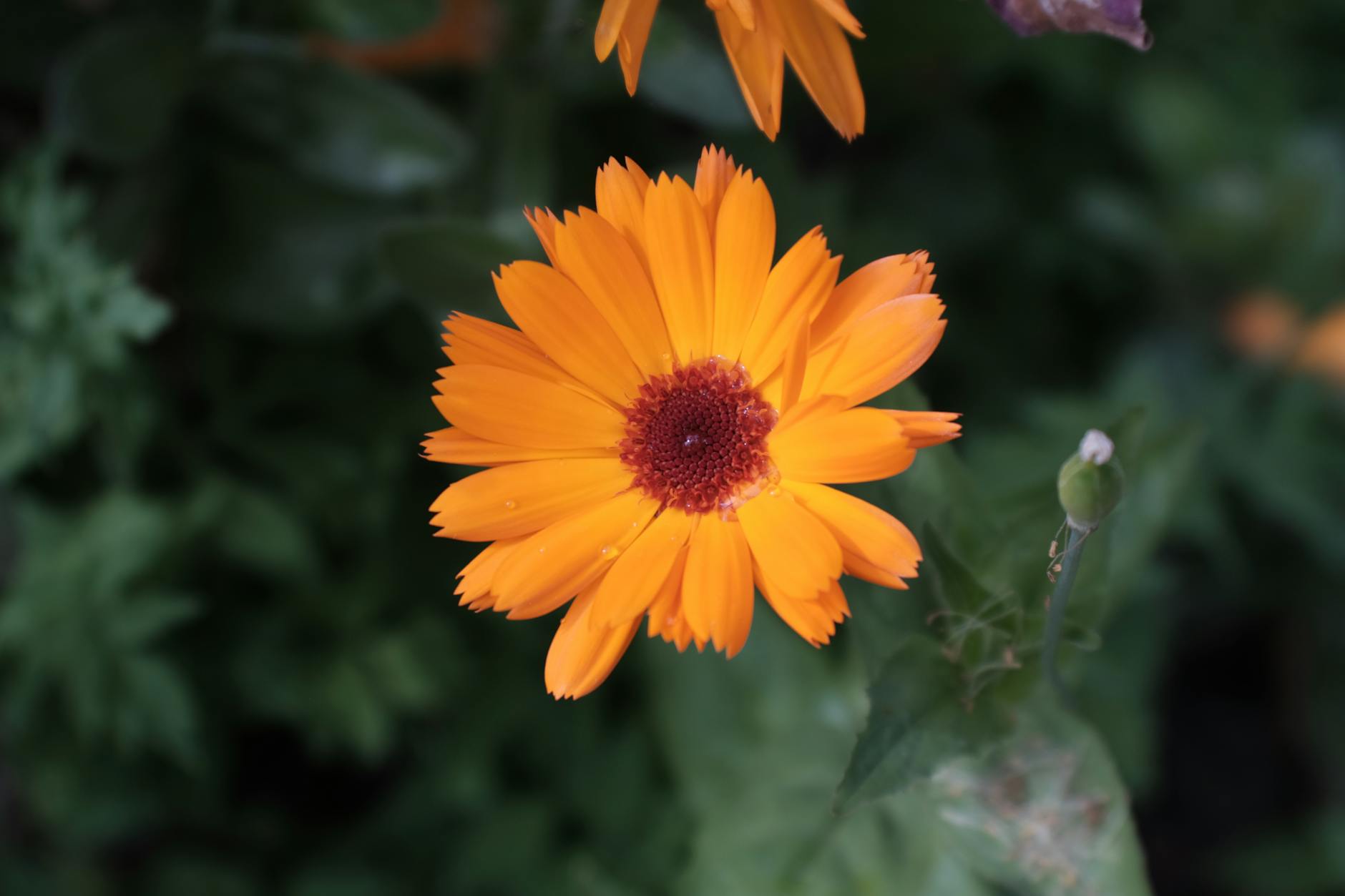 gardener thinning calendula seedlings UK