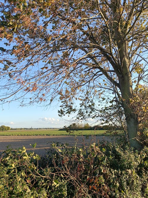 Free stock photo of agricultural field, agriculture, autumn