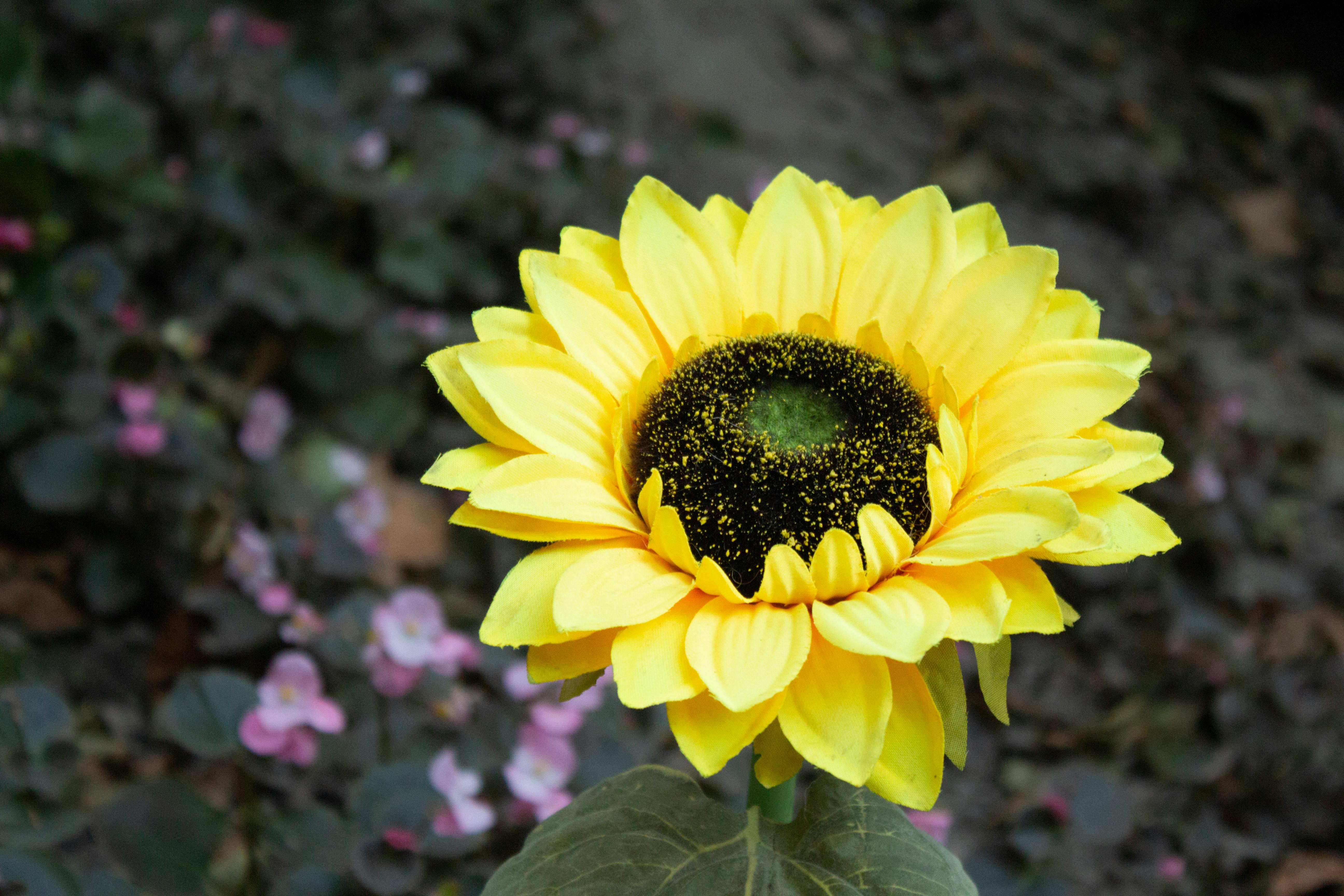 Free stock photo of flower, sun, sunflower