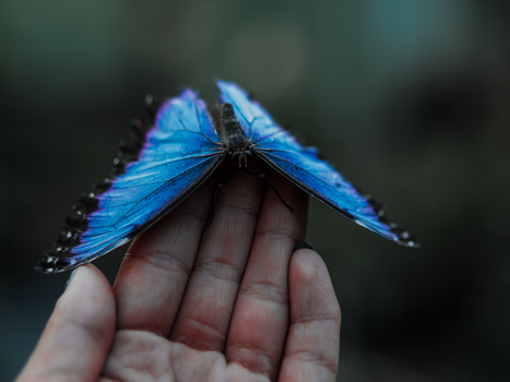 Vibrant blue Morpho butterfly delicately resting on a human hand, showcasing its stunning wings.